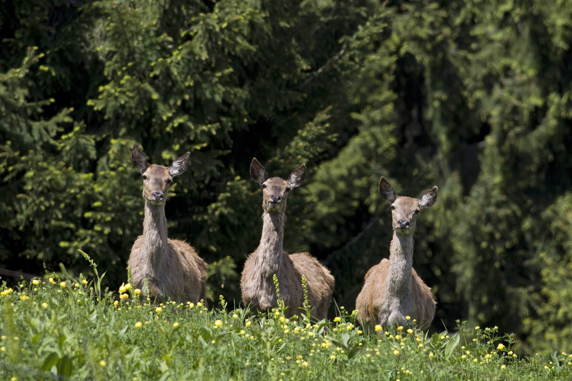 Inutile che ti nascondi,ti vediamo...