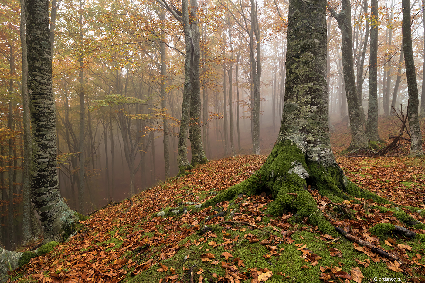 The colors of the beechwood