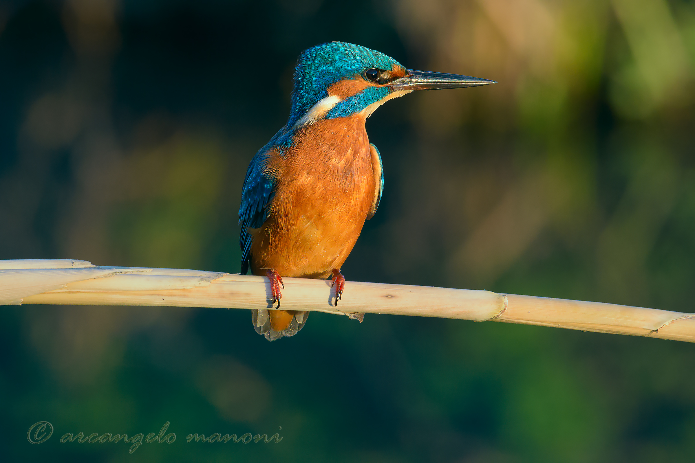 Il mio amico martino