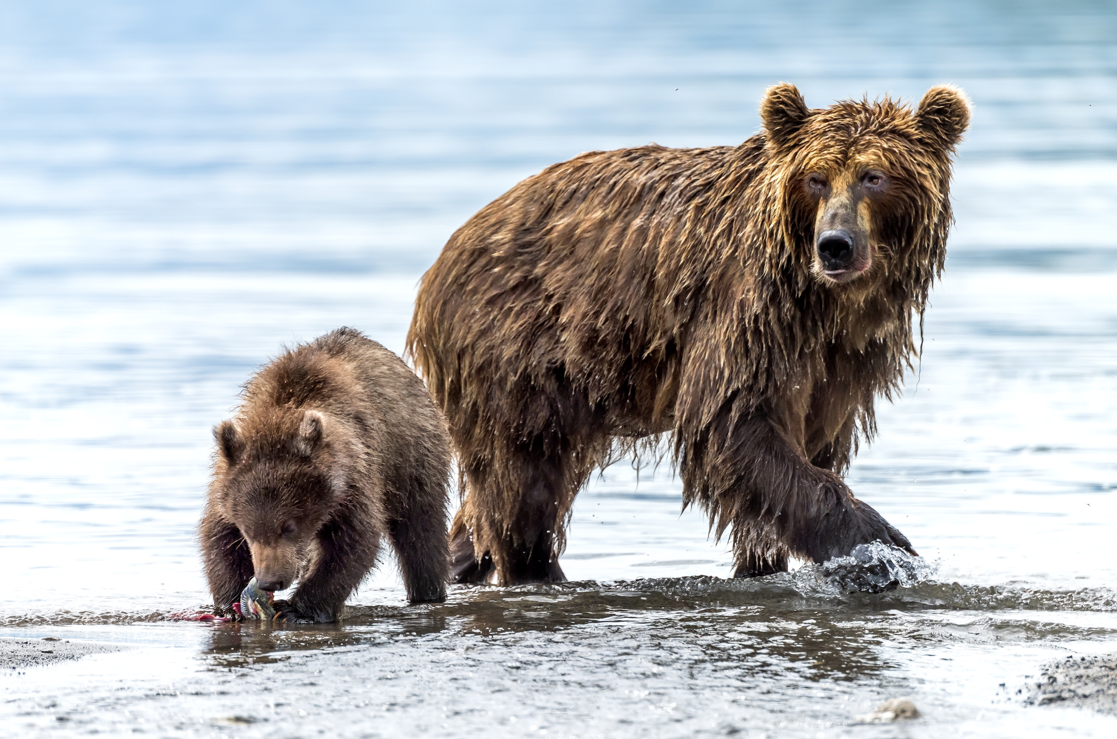 Kamchatka 2016 - Mother and Puppie