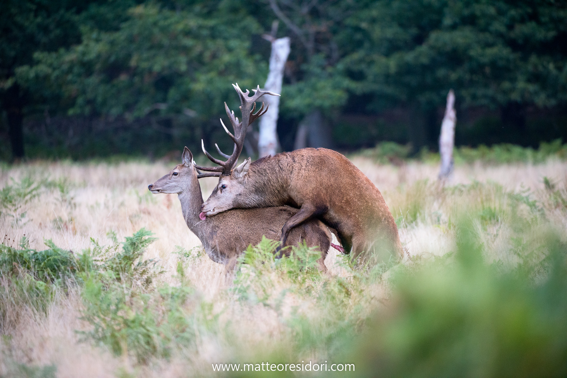 One click stolen in the bushes, intimate moment
