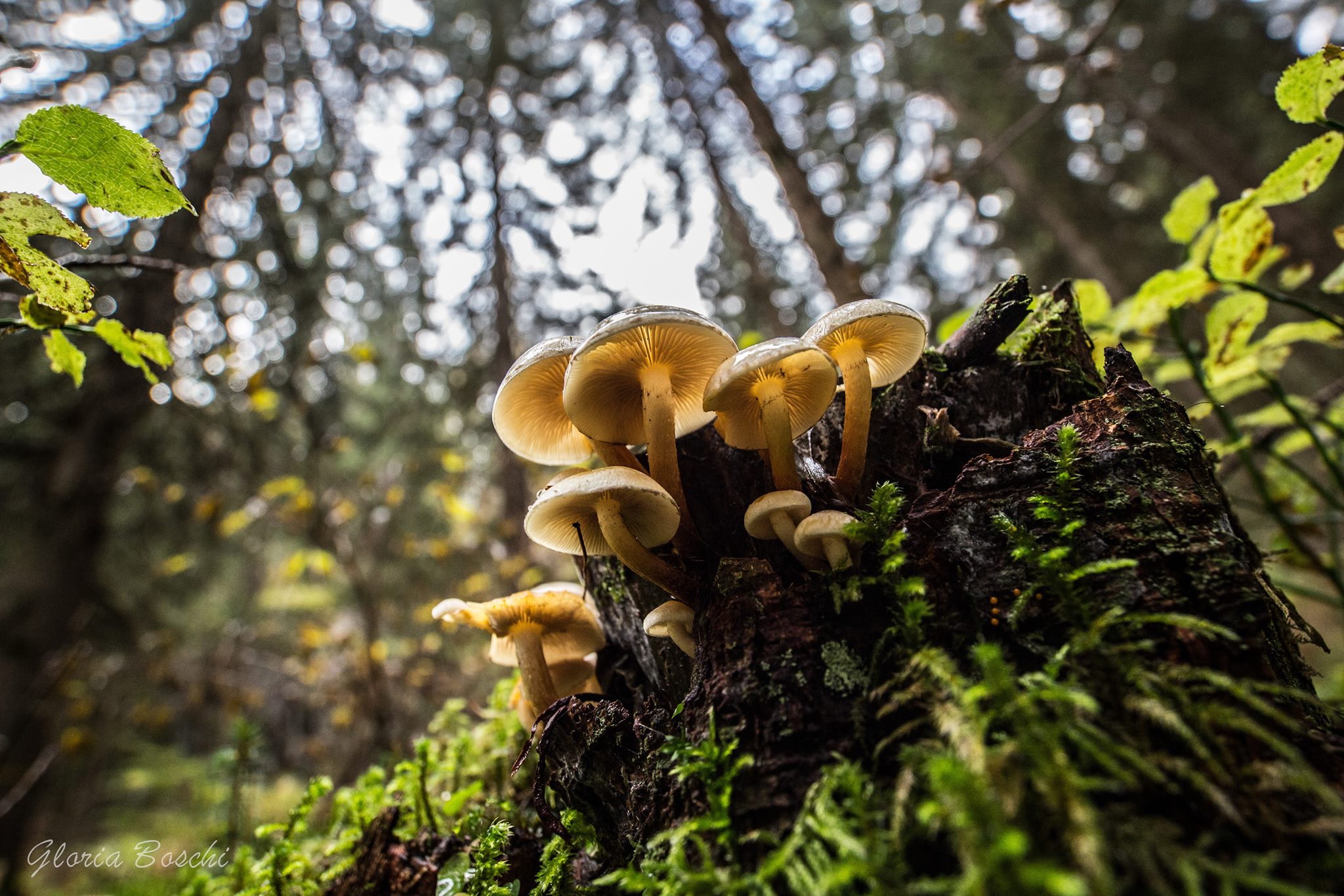 many little inhabitants of the wood