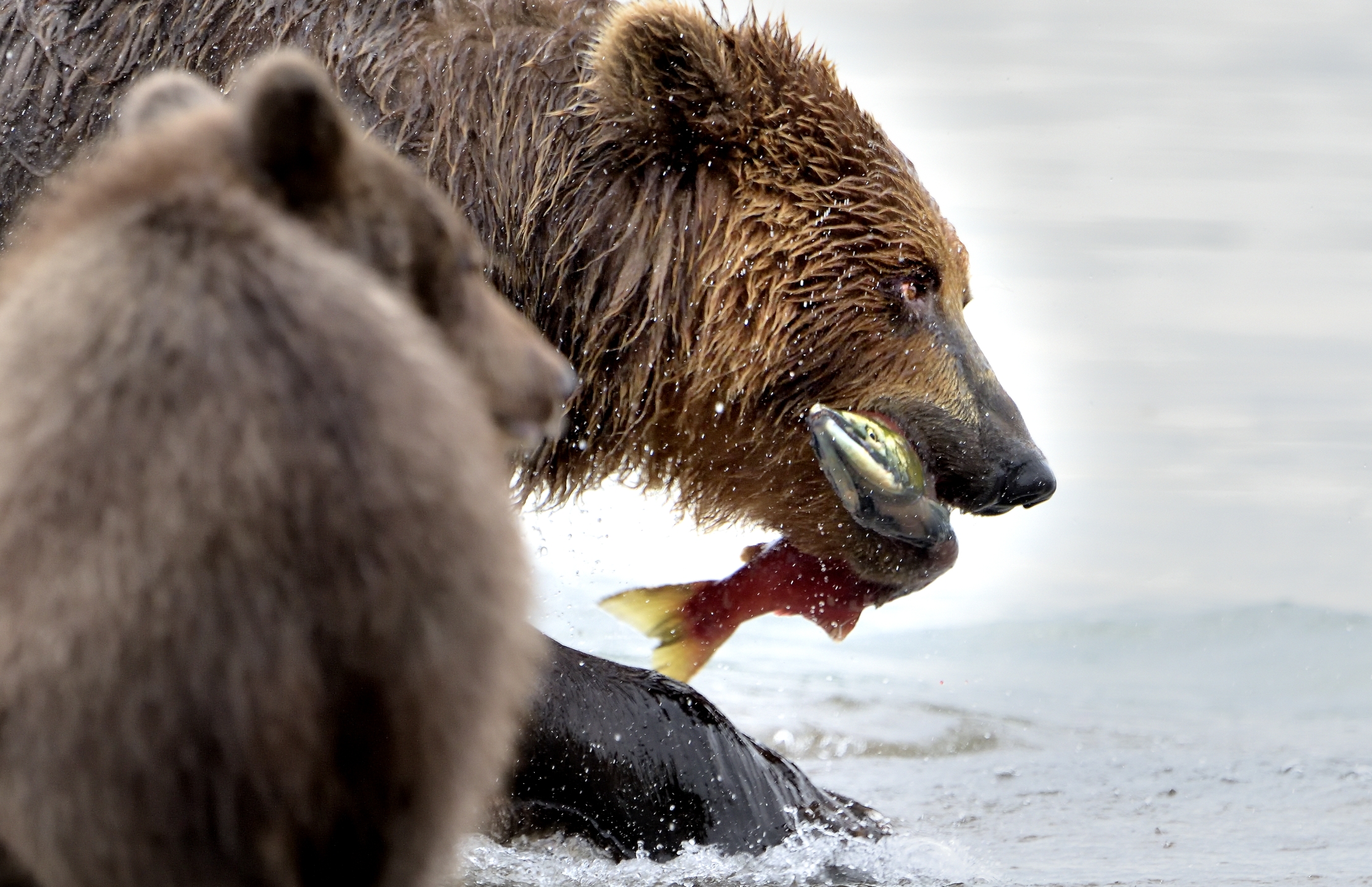 Kamchatka 2016 - Merenda