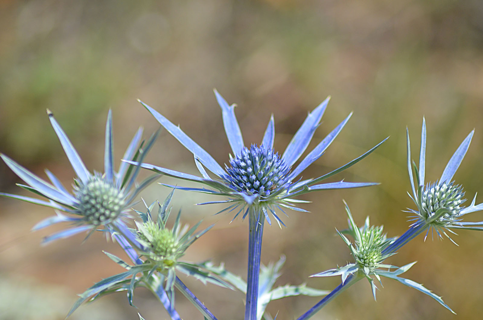 Calcatreppola ametistina