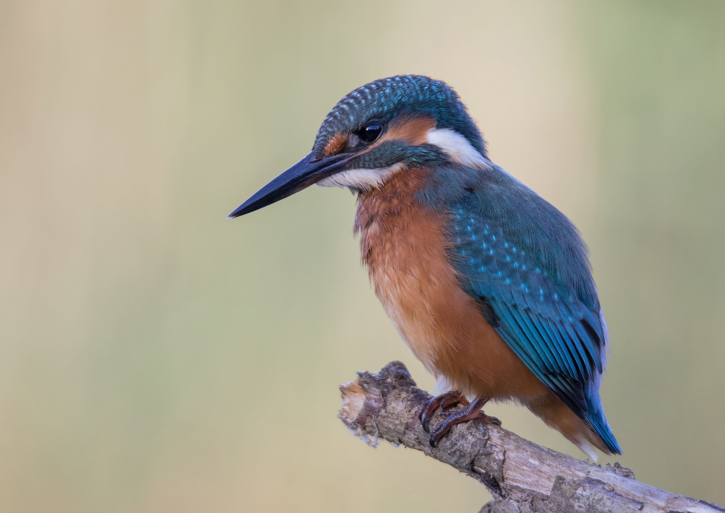 Kingfisher
