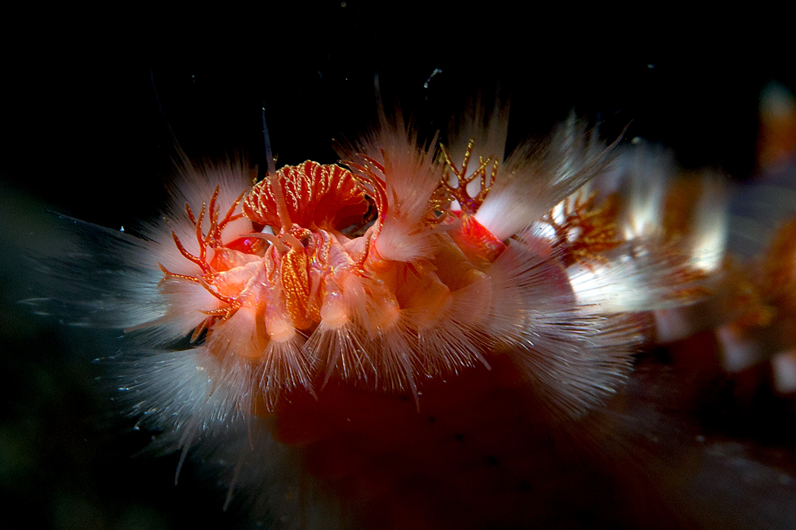 Vermocane (Hermodice carunculata)
