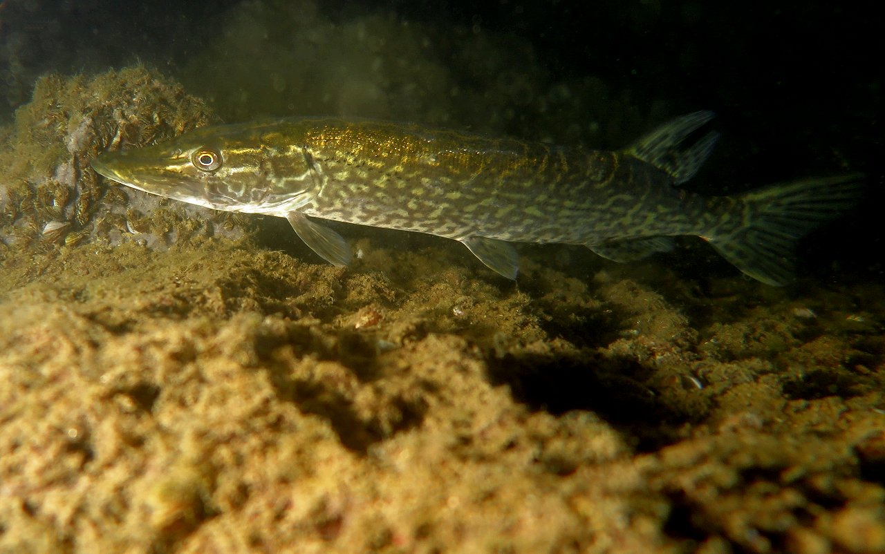 Small pike in hunting