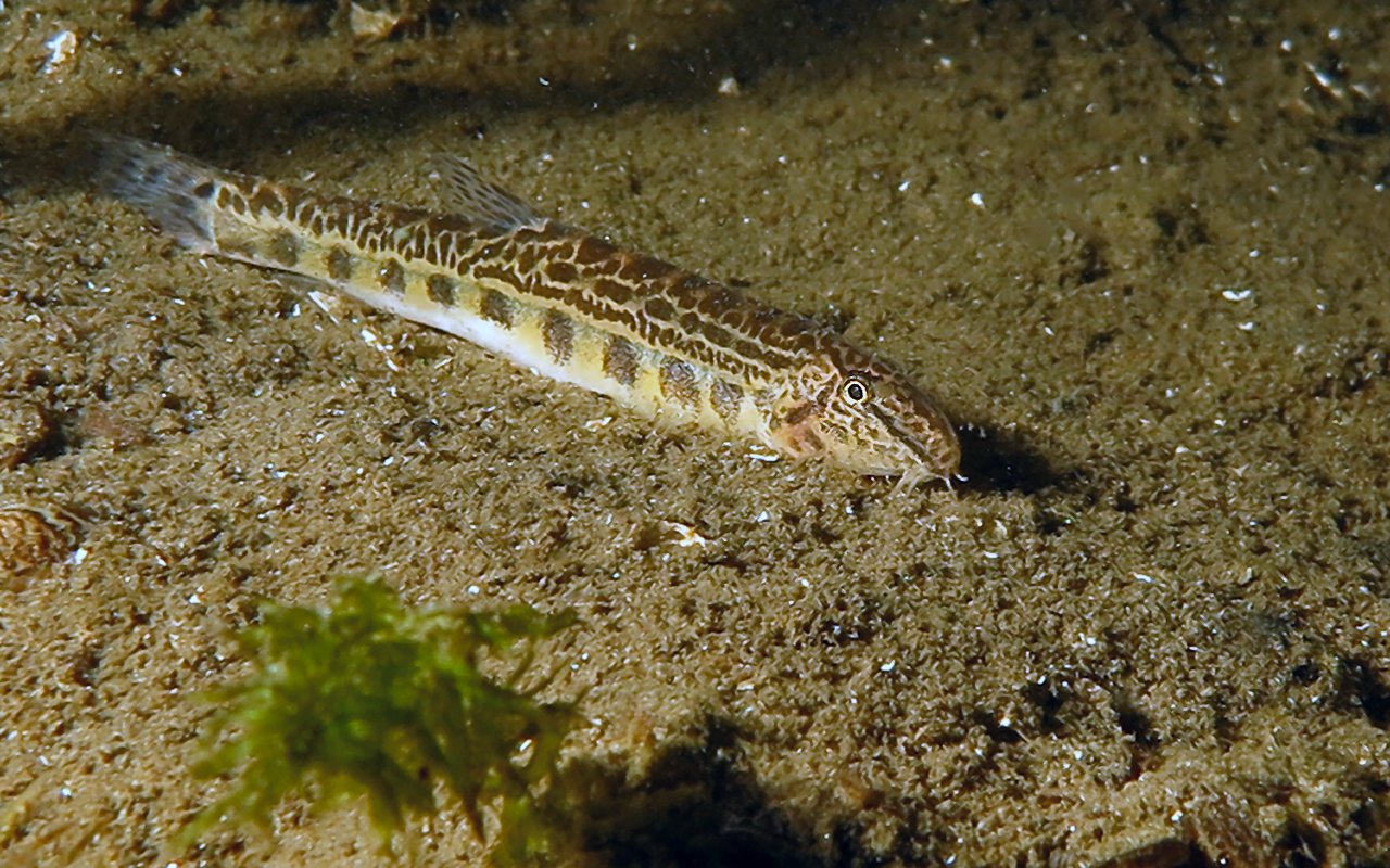 loach masked