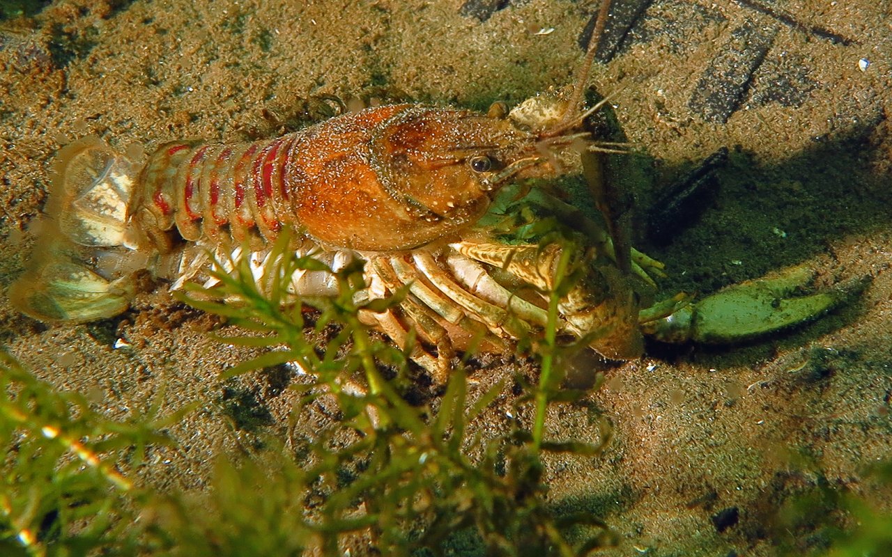 American crayfish in mating