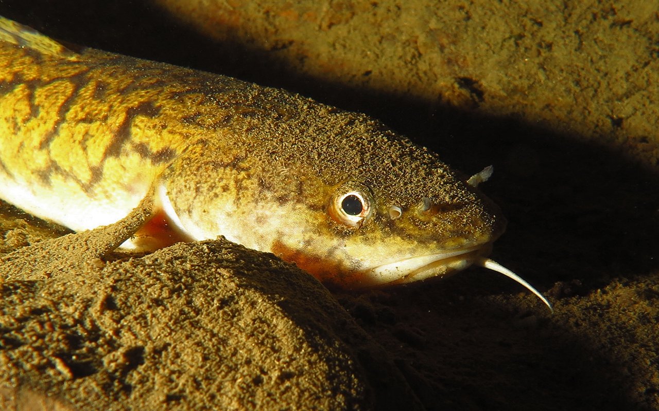 burbot