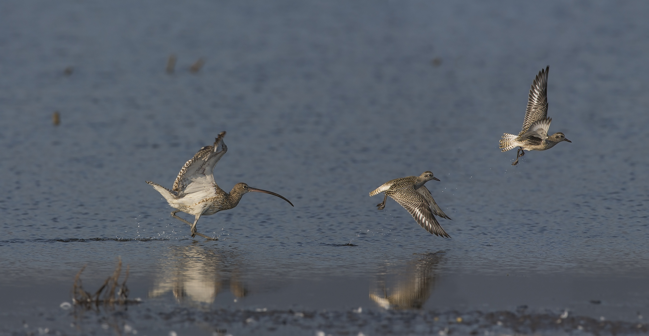 se ti acchiappo.....