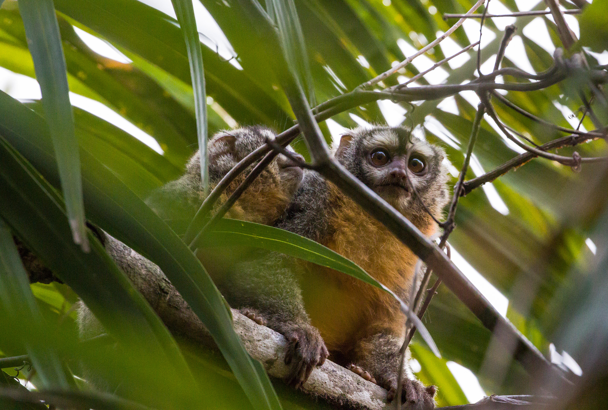 The ghost of the Pantanal