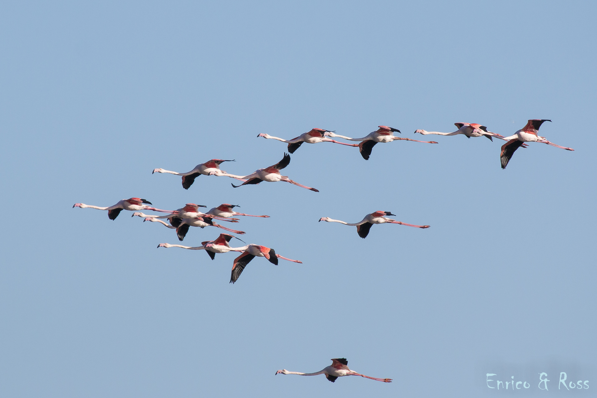 flamingos