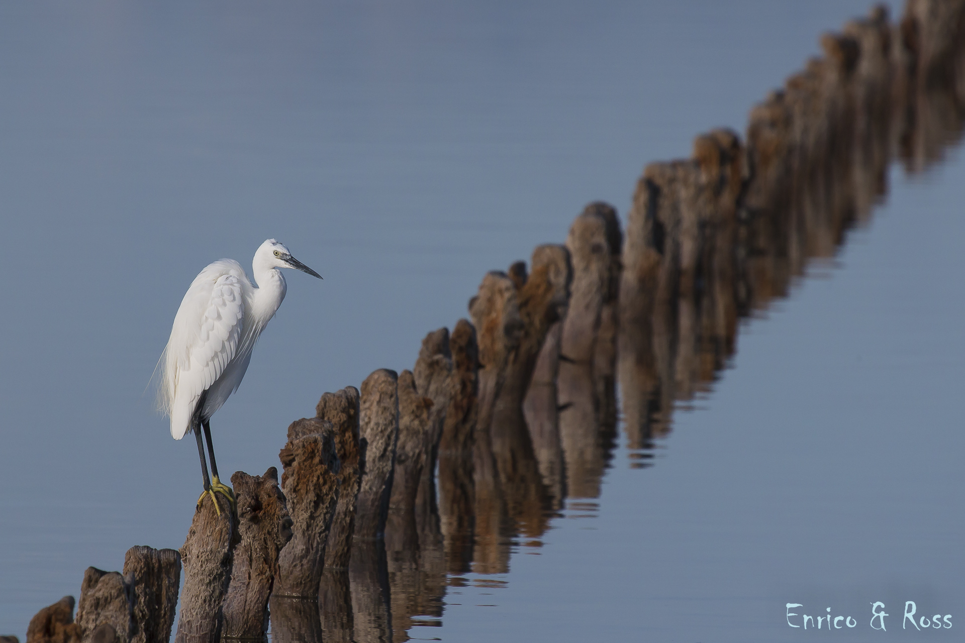 egret