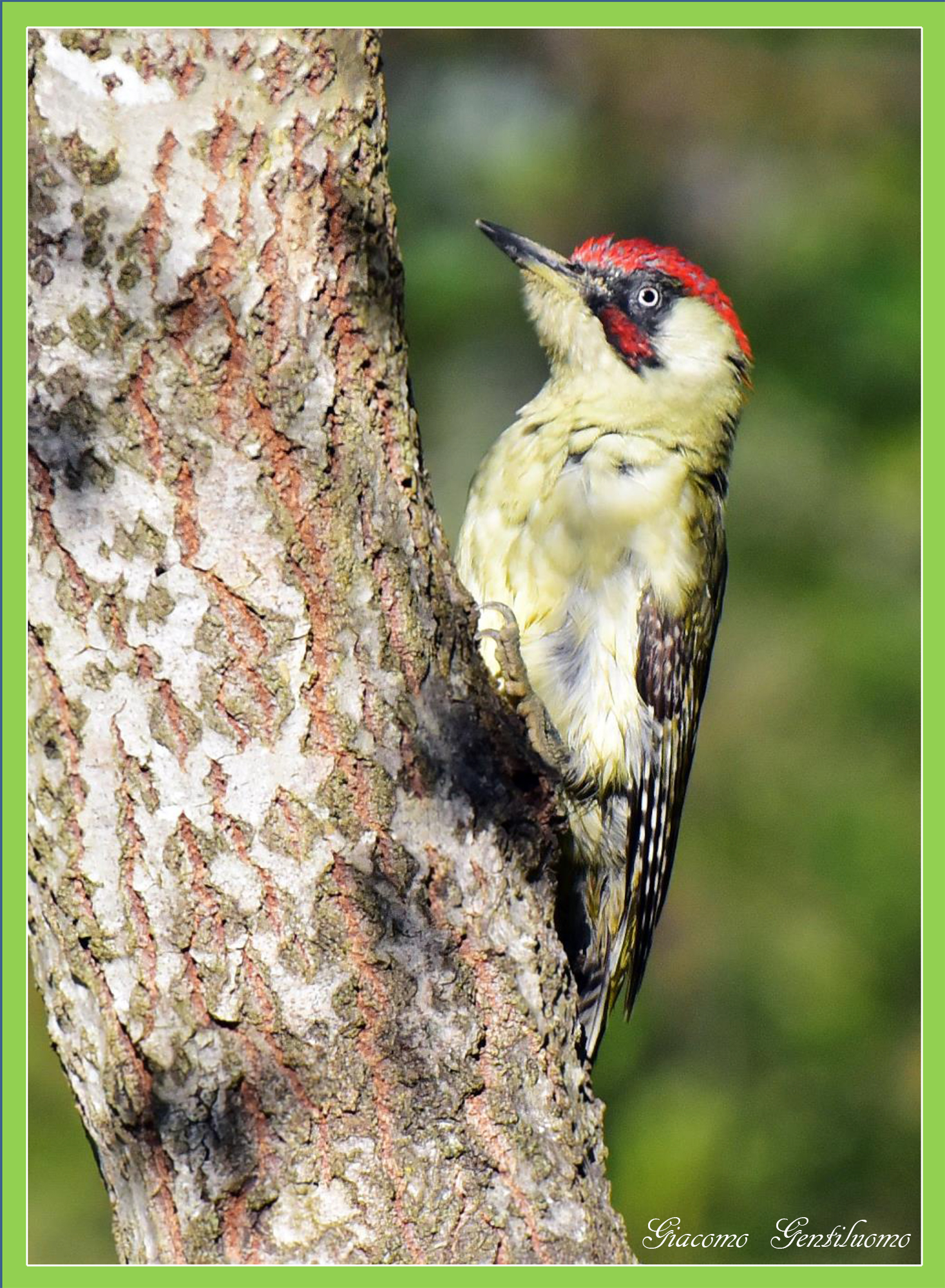 green woodpecker