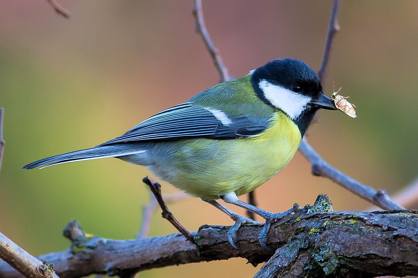 tit with prey