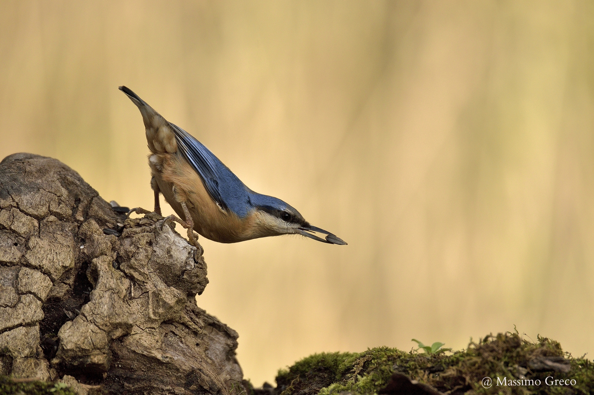 Picchio muratore (Sitta europaea)