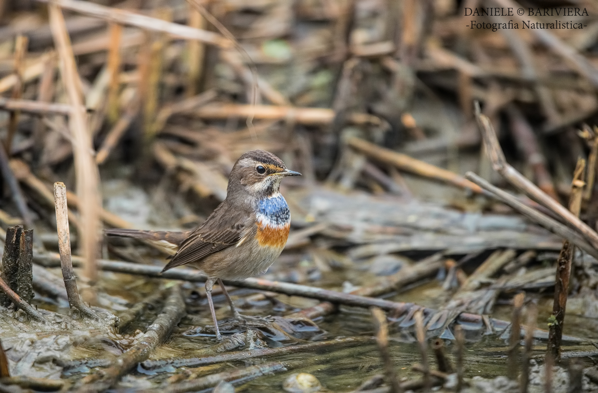 double-breasted blue