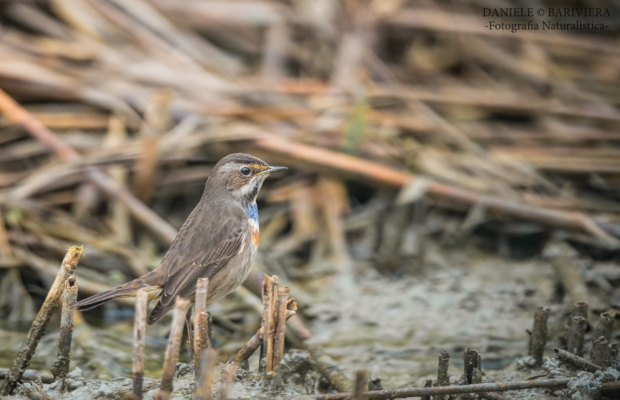 Bluethroat