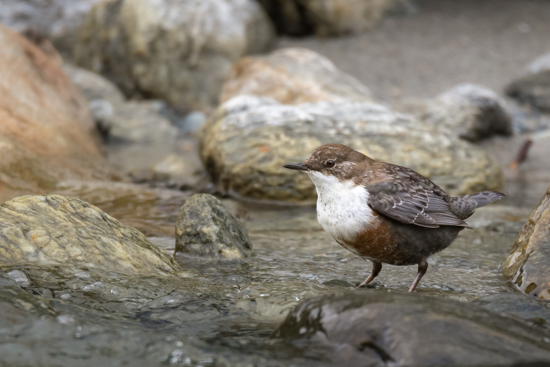 dipper