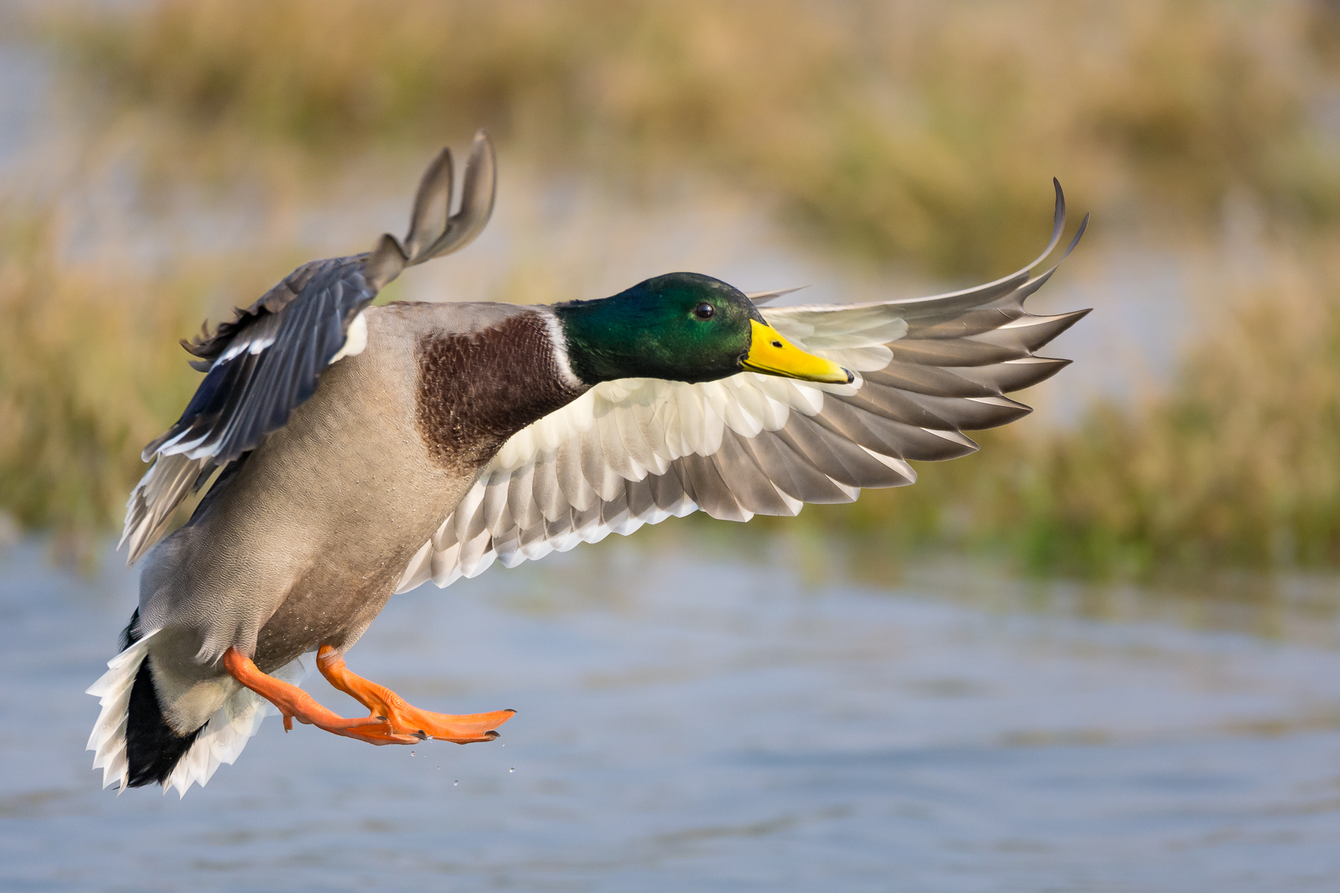 Mallard