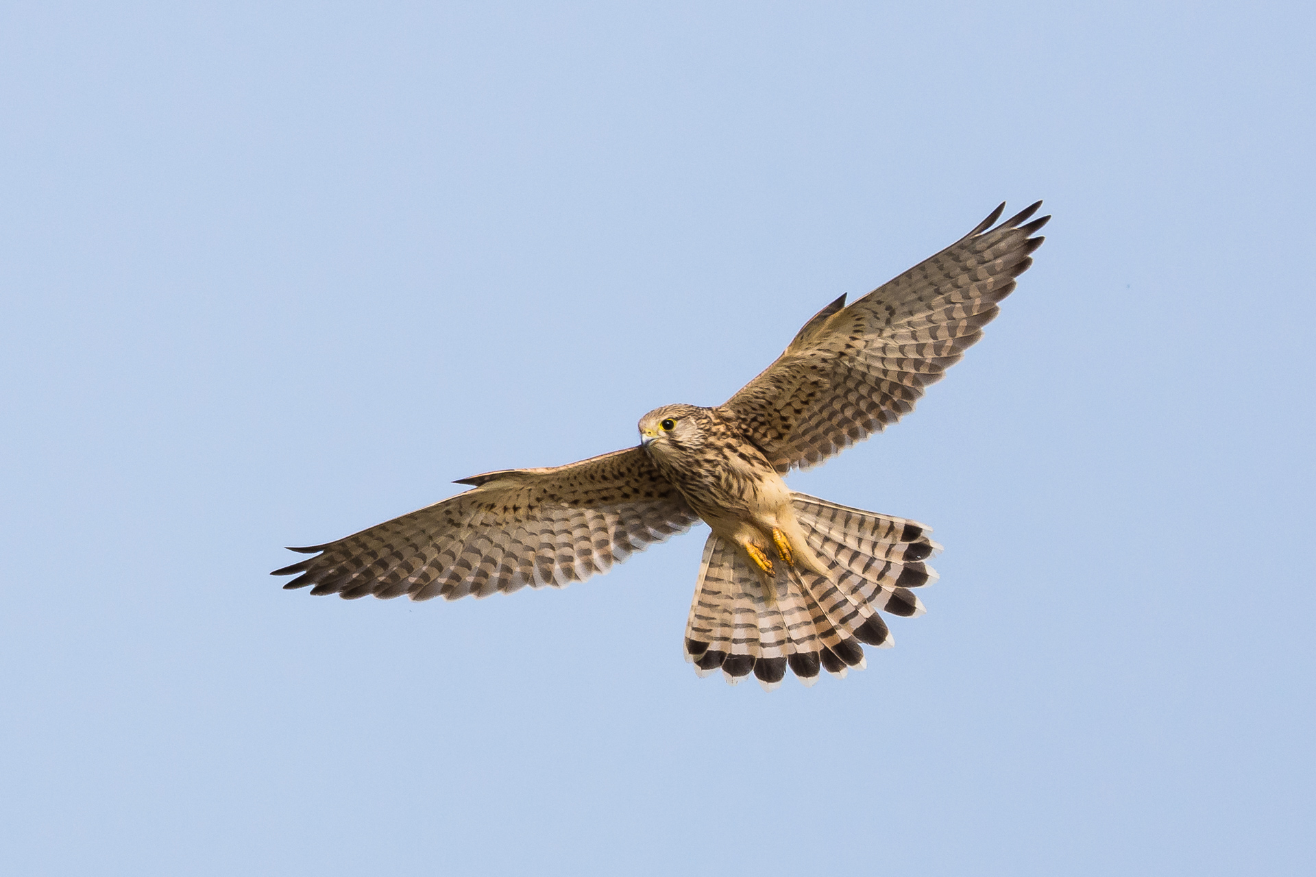 Kestrel