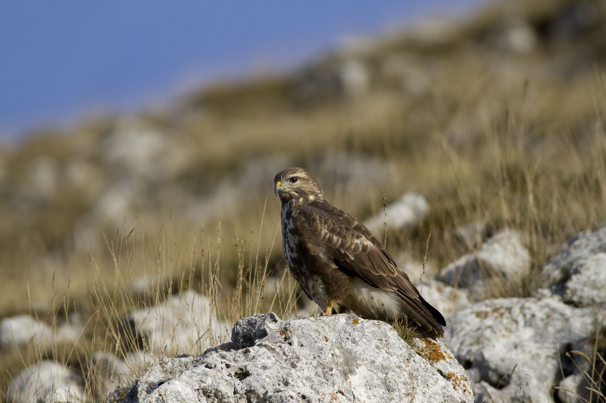 Buteo Buteo