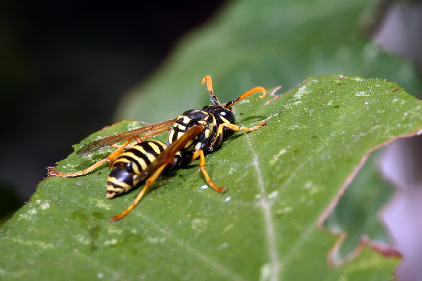 Wasp on flower