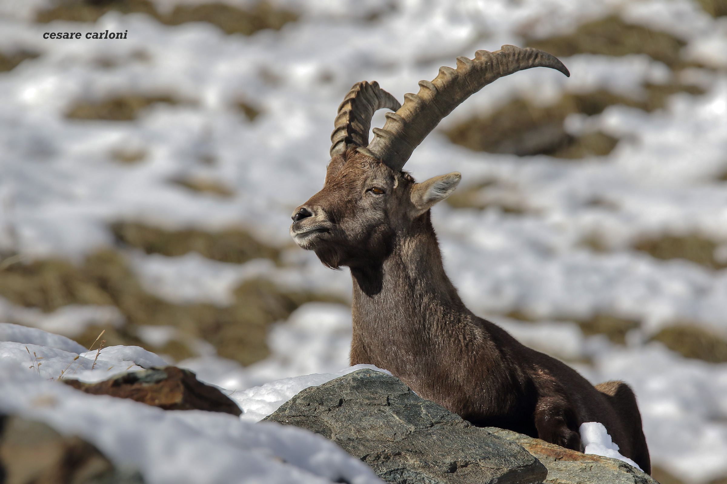 ibex
