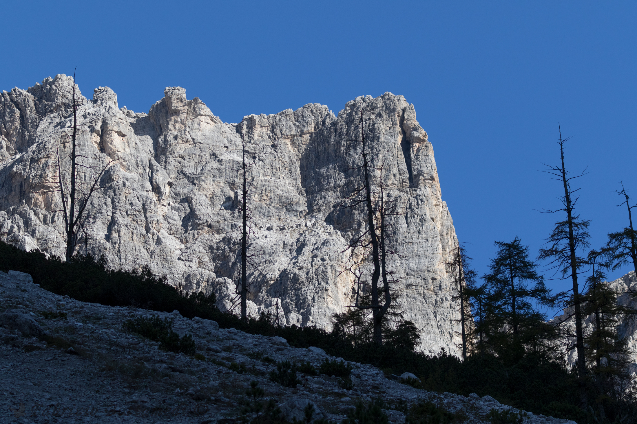 Last larch trees, the rock sentinels