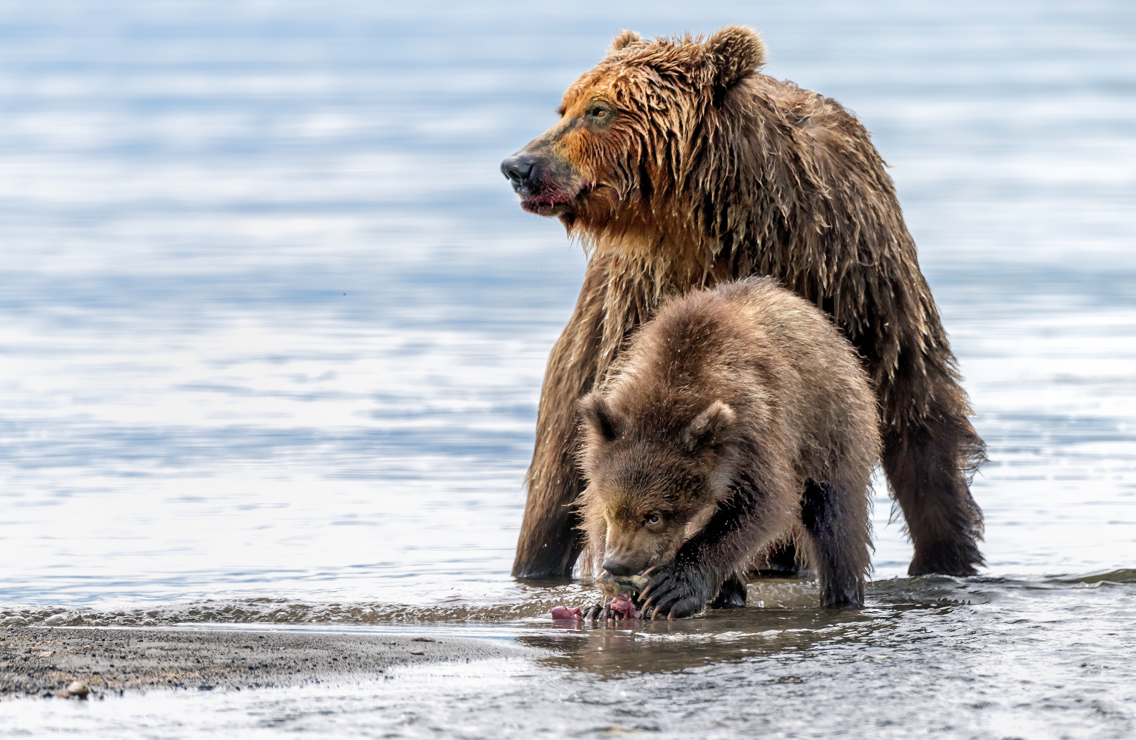 Kamchatka 2016 - Protezione