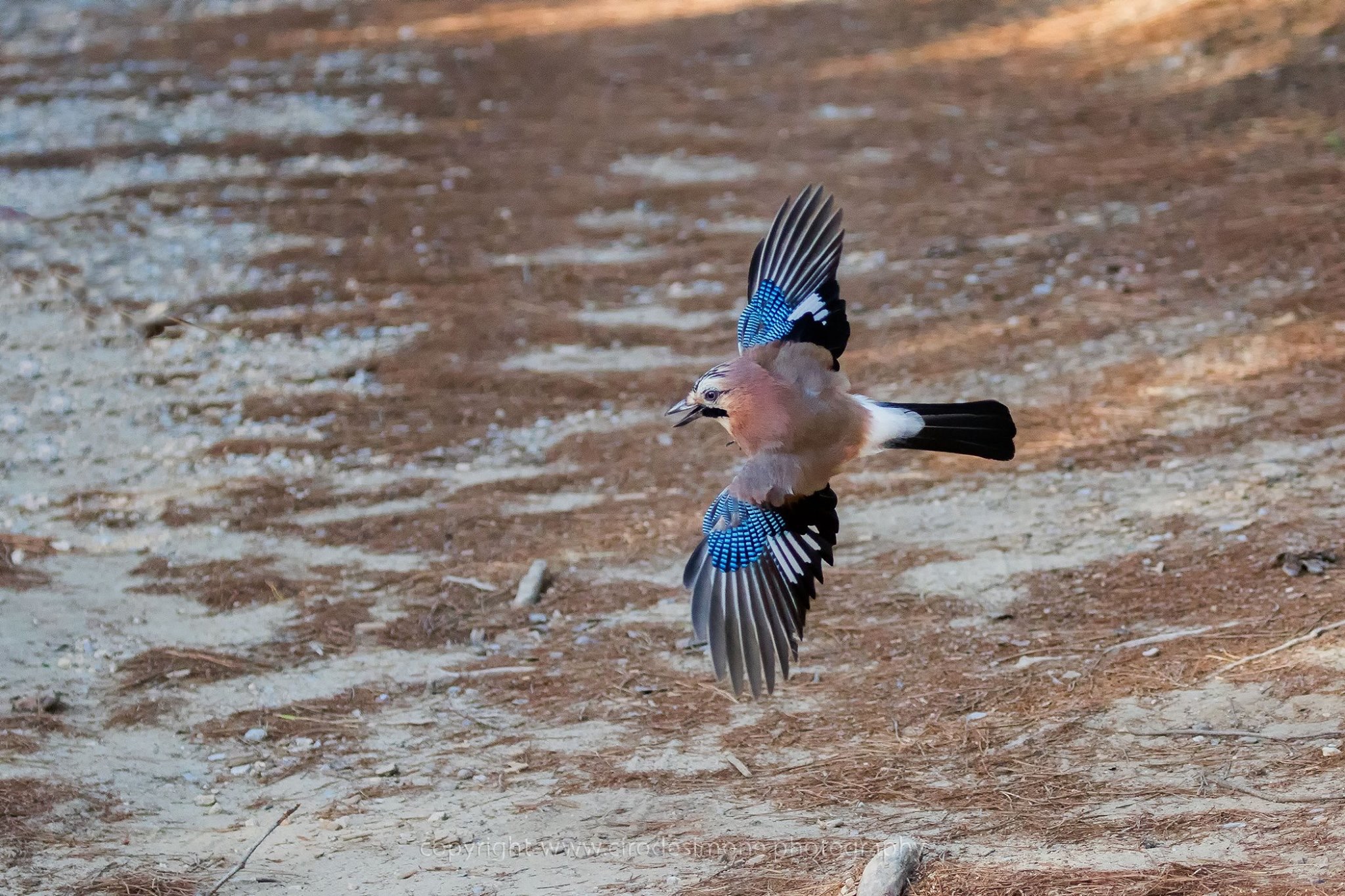 Il volo della ghiandaia