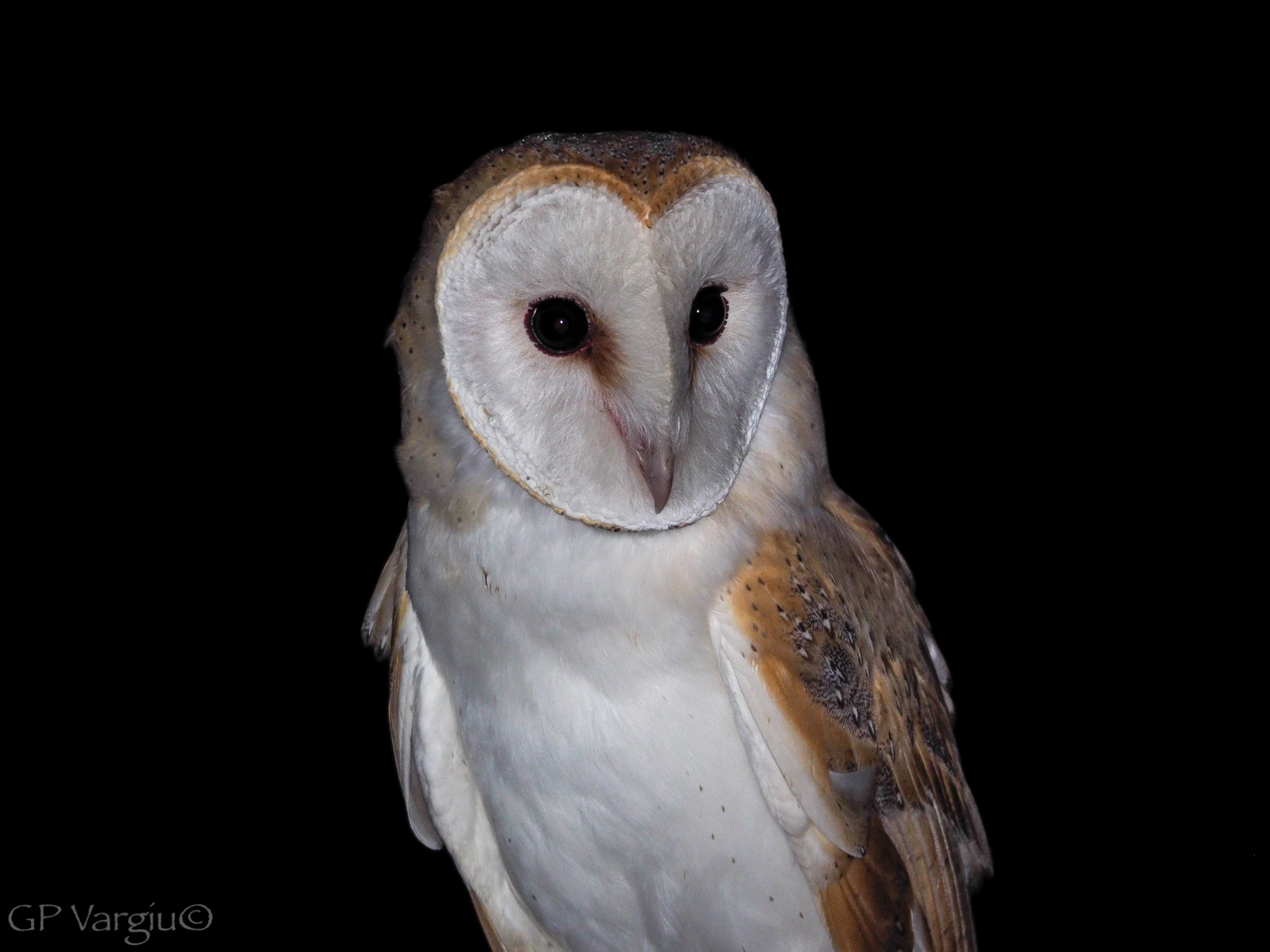 Barbagianni ritratto wild.