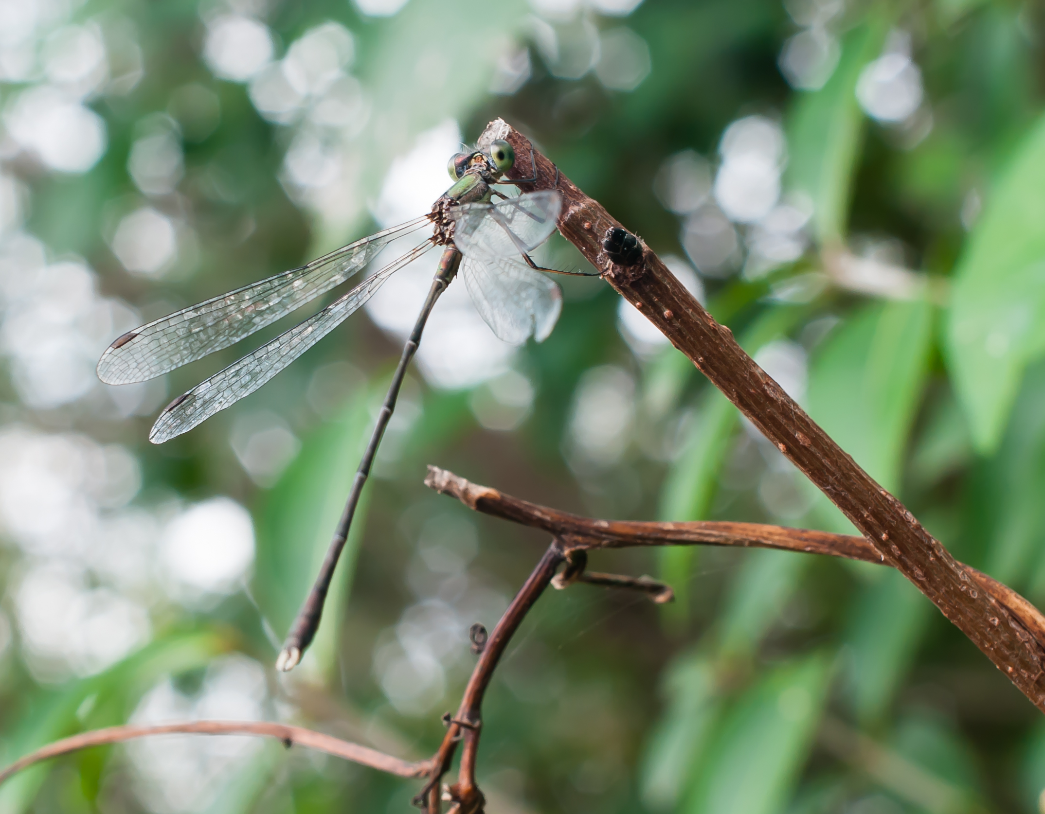 A dragonfly posing for me