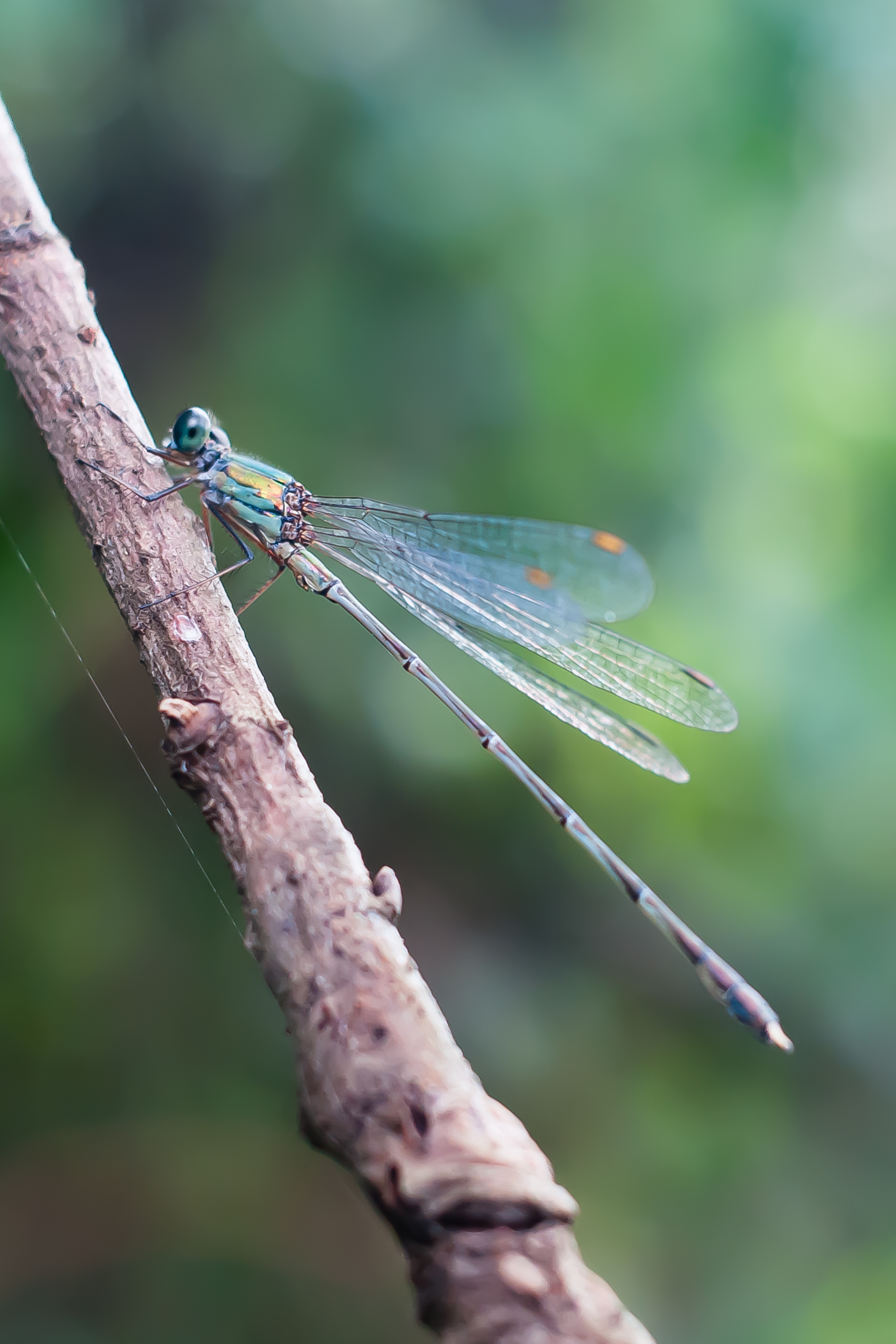 The model of the oasis