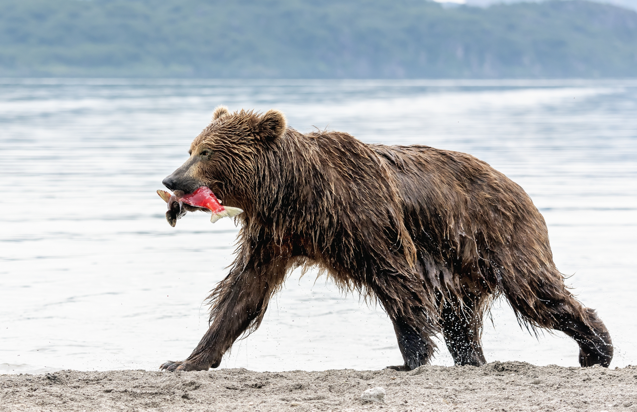 Kamchatka 2016 - Con la preda