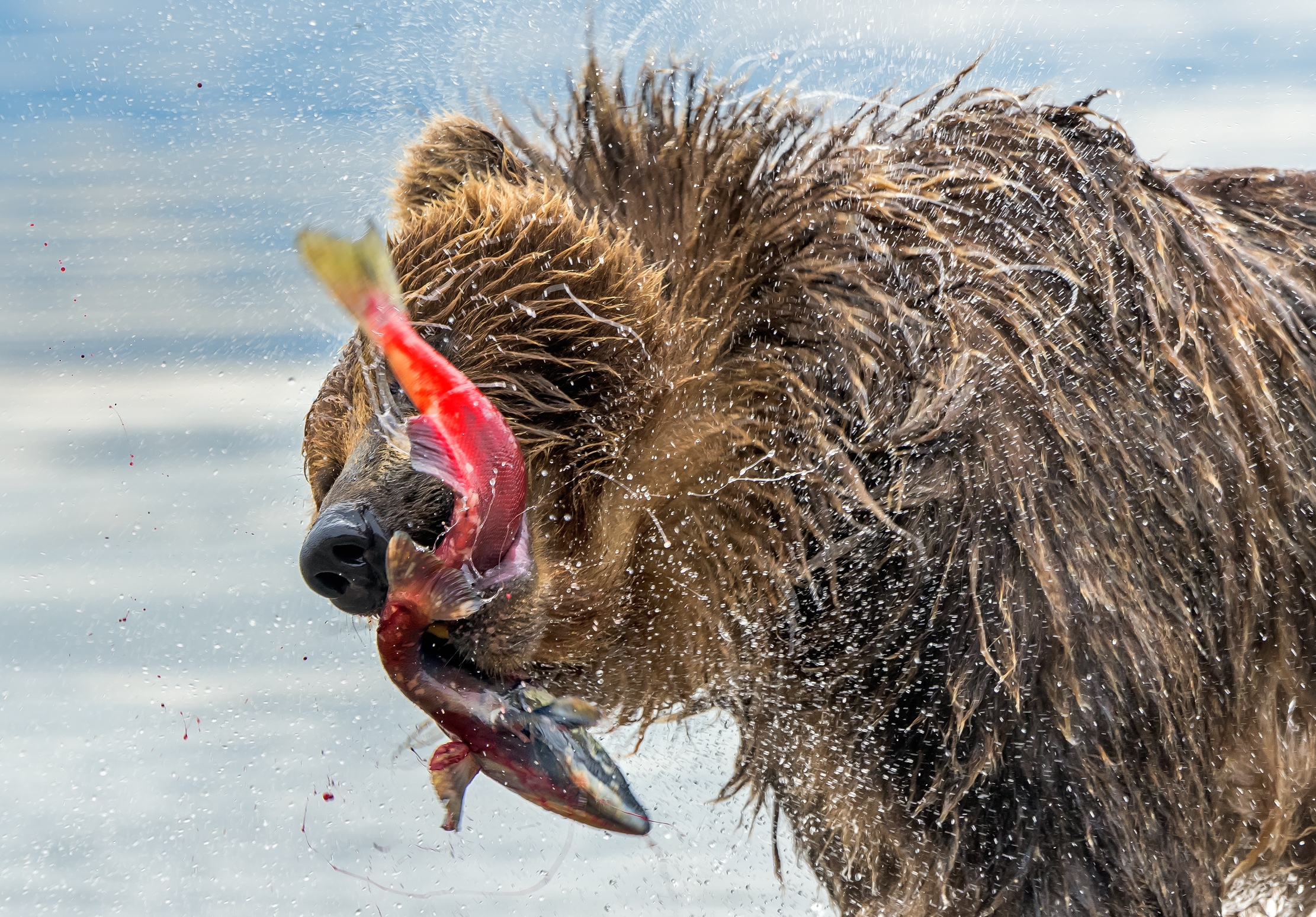 Kamchatka 2016 - Tra le fauci