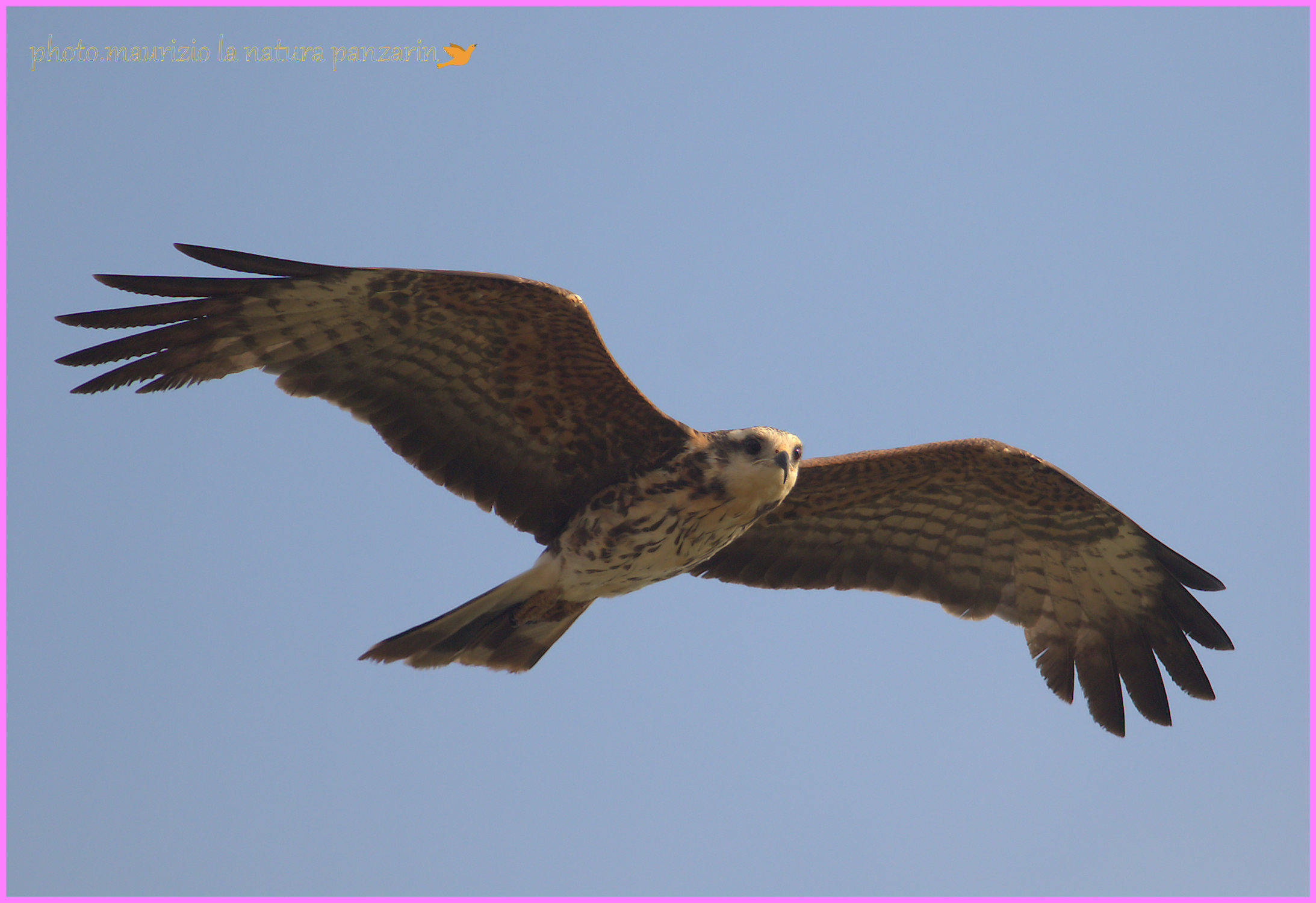 buzzard kite ....? .....