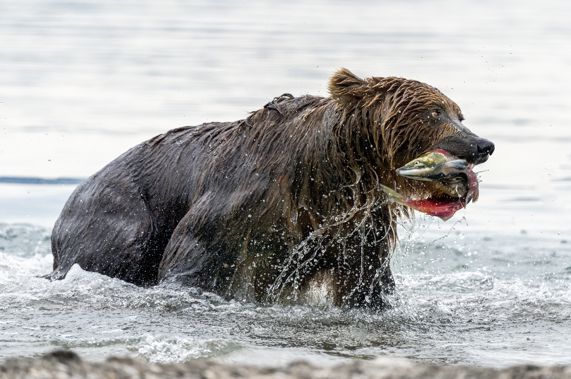 Kamchatka 2016 - Fishing