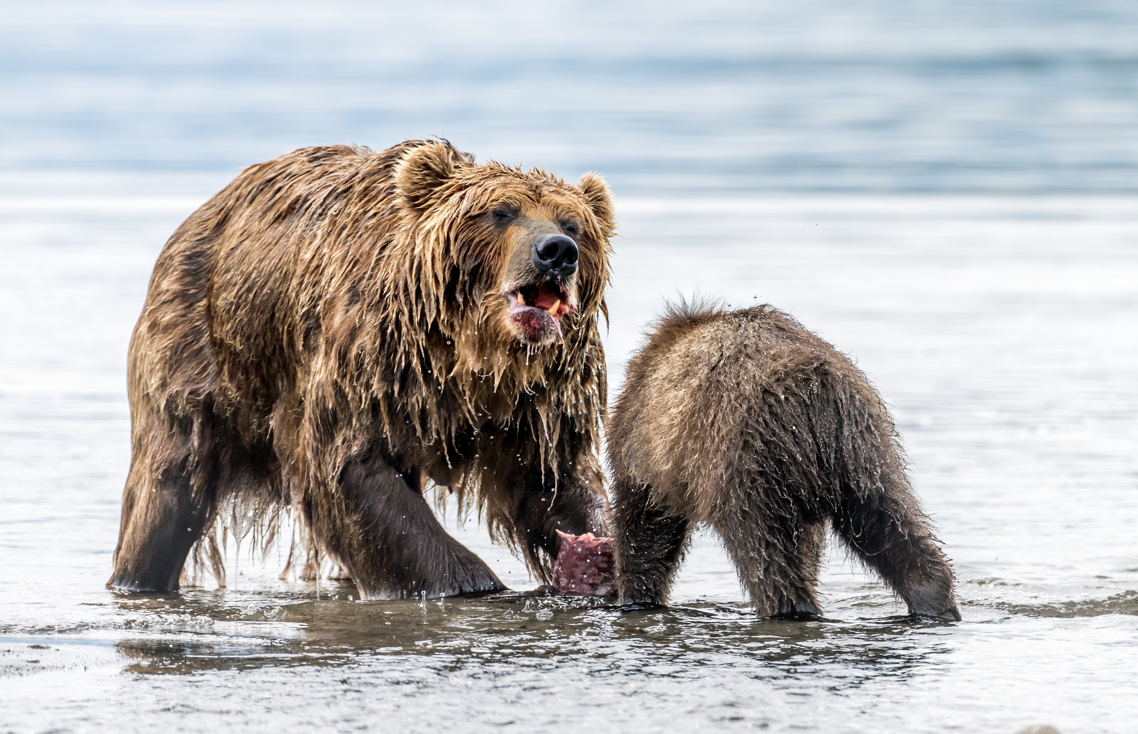 Kamchatka 2016 - Il pasto
