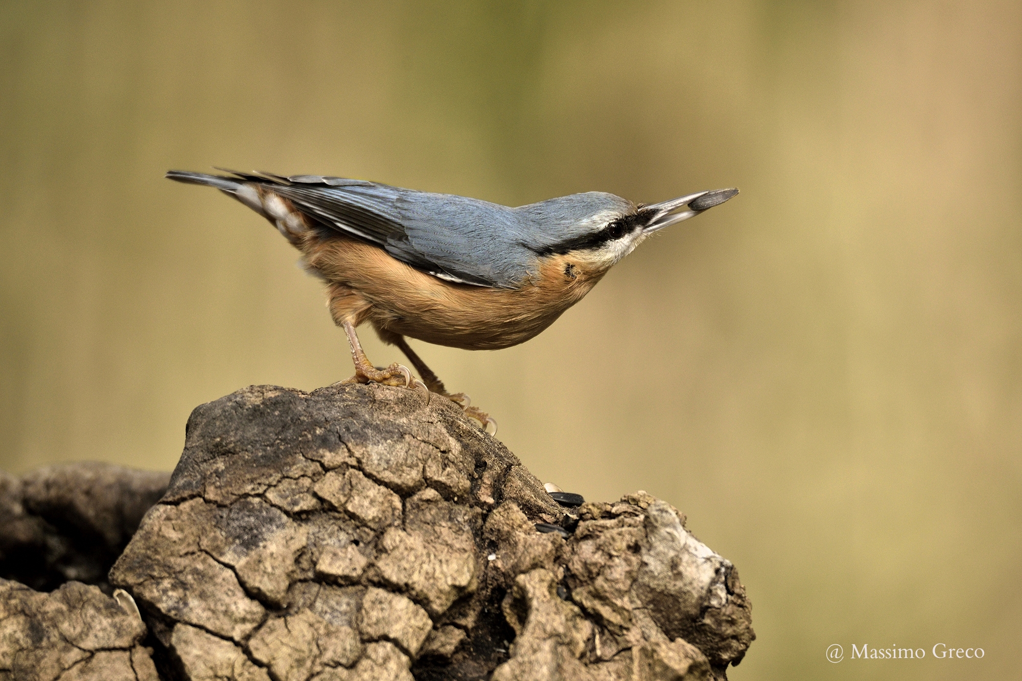 Nuthatch (Sitta europaea