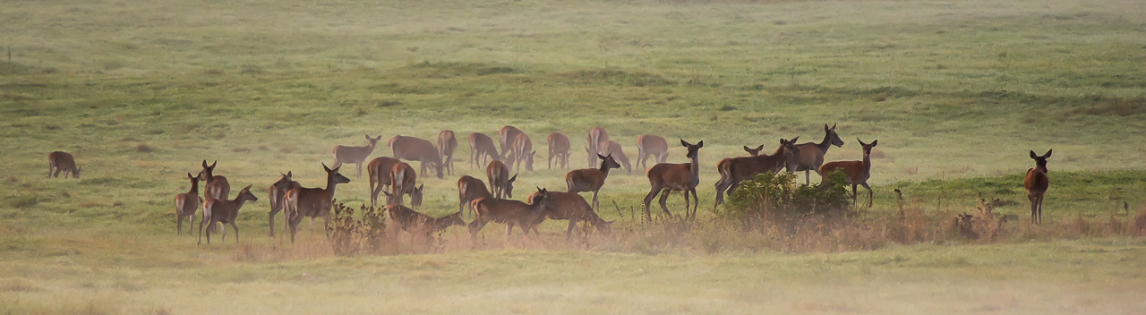 deer herd