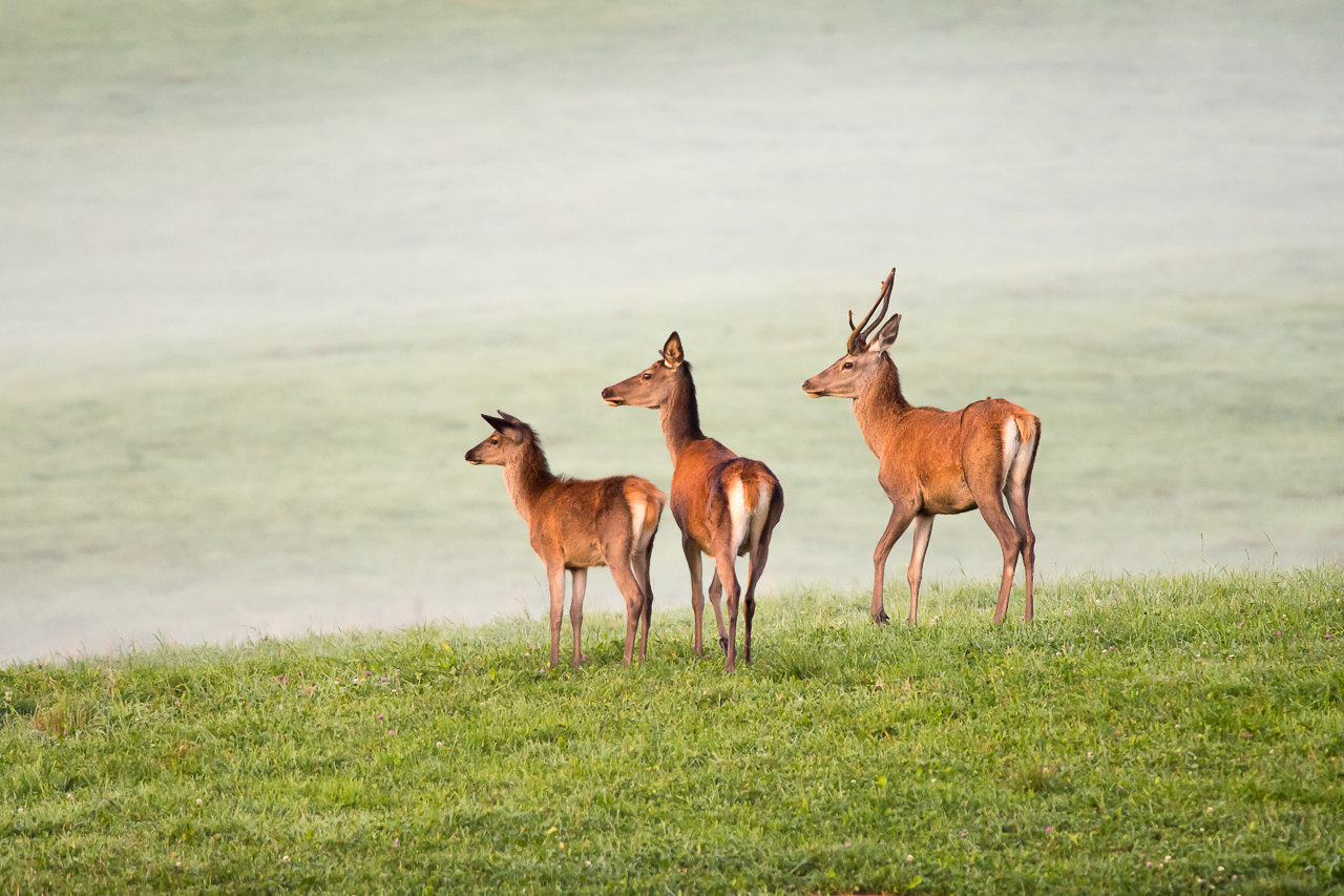 family of deer