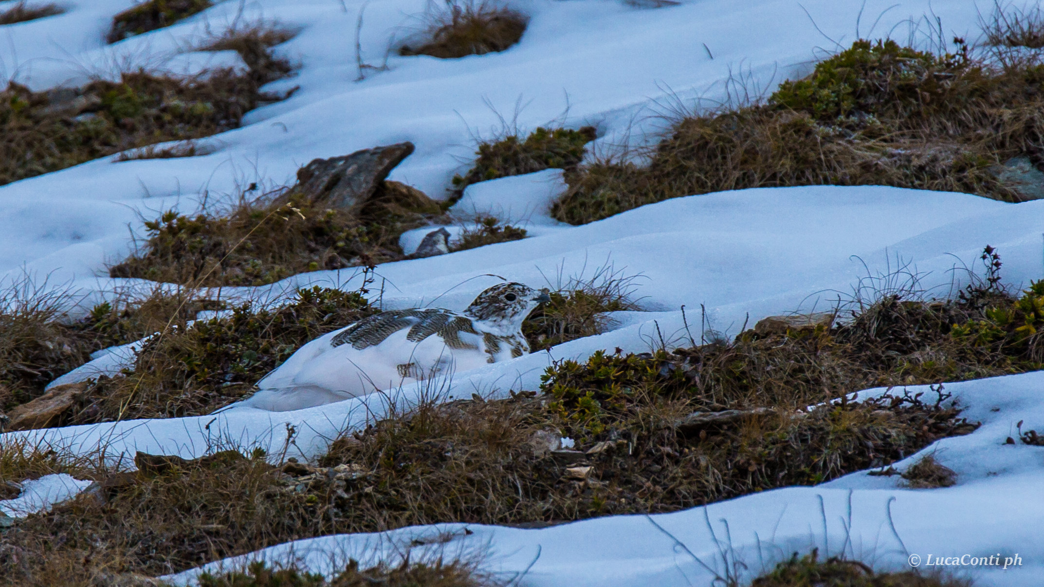 ptarmigan in Valsassina