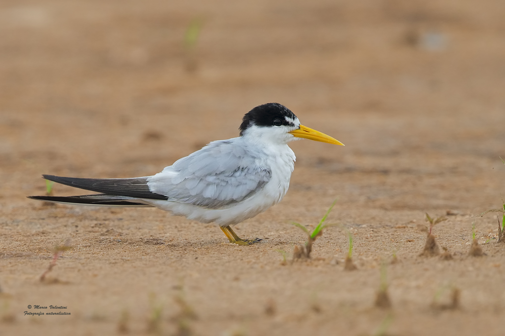 little tern