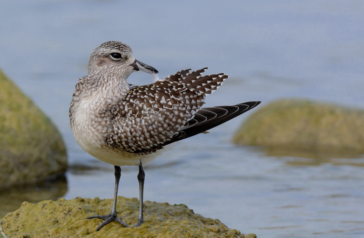 Grey Plover