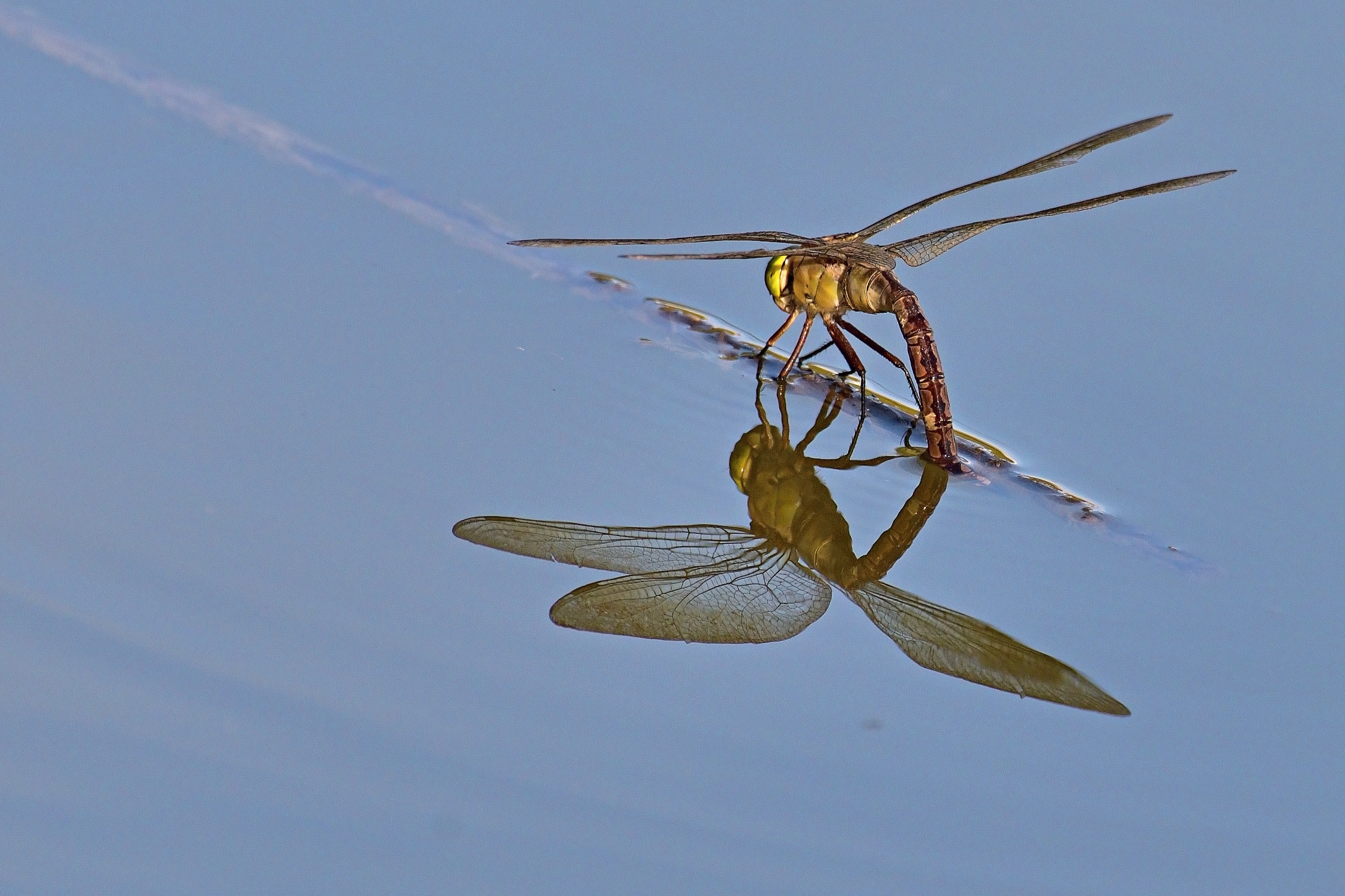 Libellula