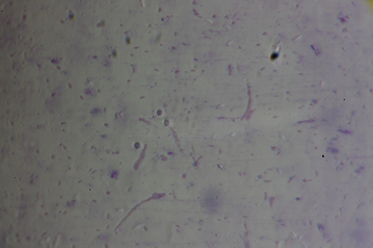 Under a microscope, buckwheat on the third day 2
