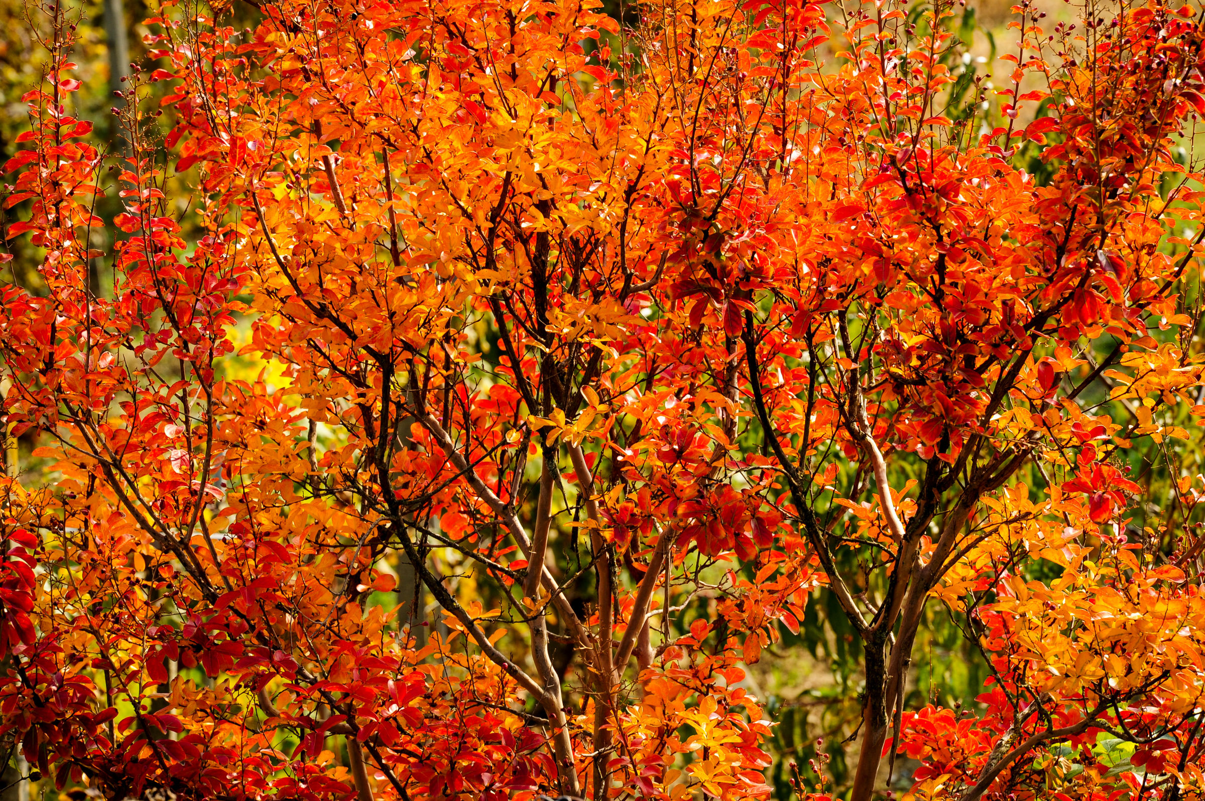 Autumn in the Monferrato