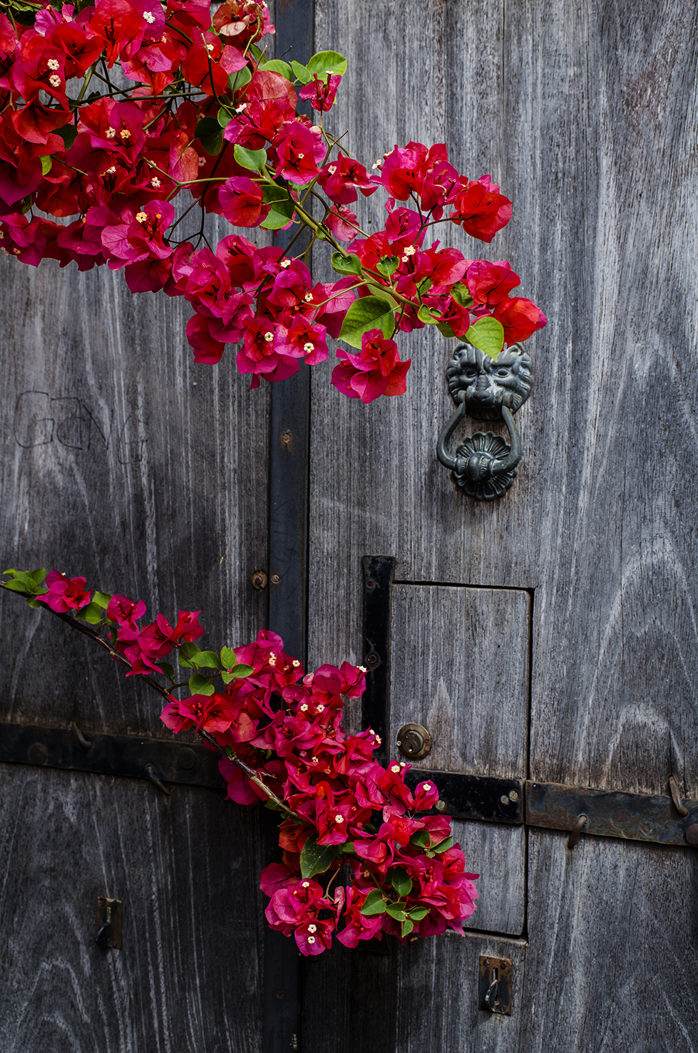 E arrivata .... la primavera